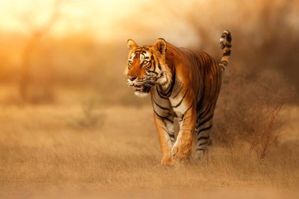 Beautiful tiger in the nature habitat. Tiger pose in amazing light. Wildlife scene with wild animal. Indian wildlife. Indian tiger. Panthera tigris tigris.