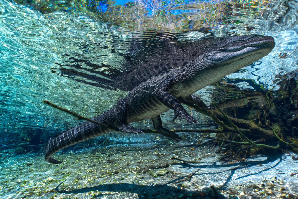 Alligator photo taken underwater by Nicholas Hess at a Florida Spring