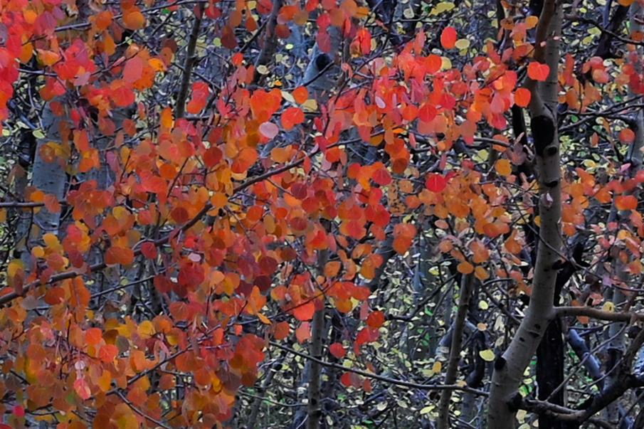 Central crop of aspen photo that looks sharp