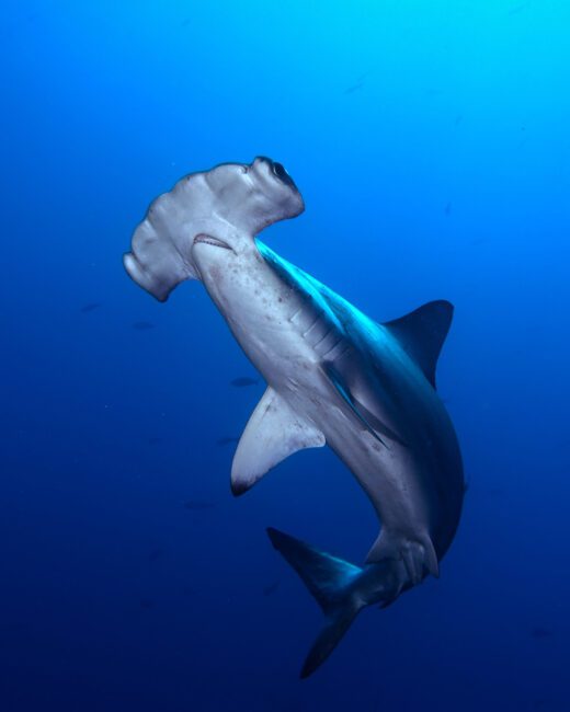 Hammerhead Shark Photo taken by Nicholas Hess at the Galapagos Islands