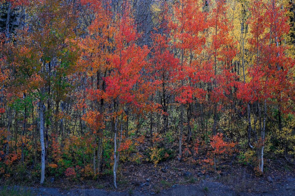 Handheld Photo of Red Aspen Trees Taken at 0.3 seconds