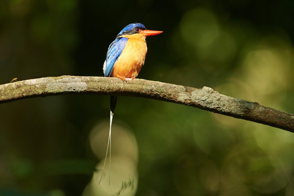Paradise kingfisher