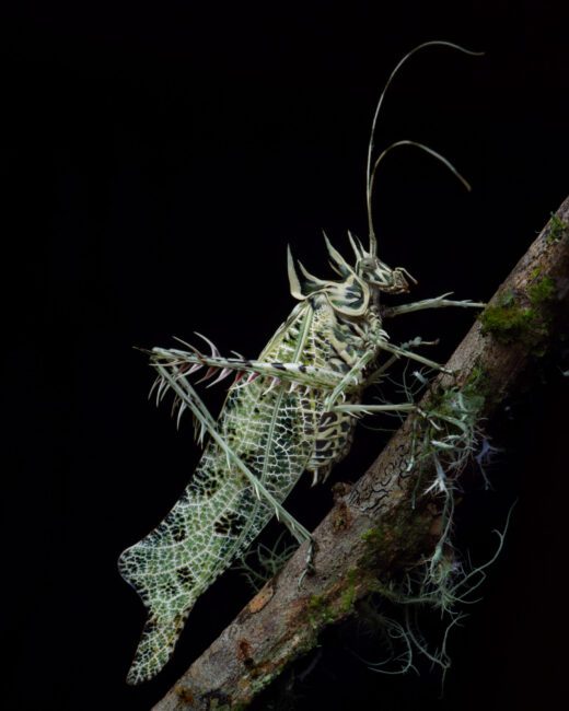 Lichen Katydid photo taken by Nicholas Hess in Costa Rica Cloudforest