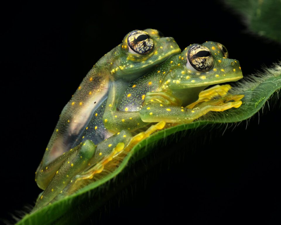 Fotografía macro de apareamiento de ranas de cristal