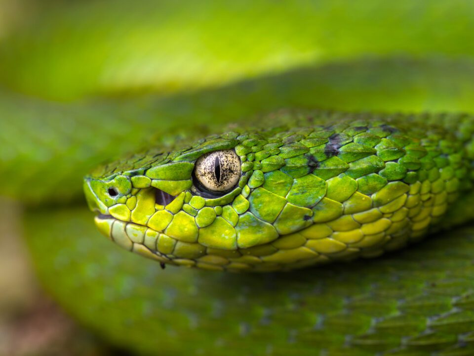 Palm Pit Viper que j'ai photographié avec un diffuseur faisant de la photographie d'herpès bothriechis lateralis