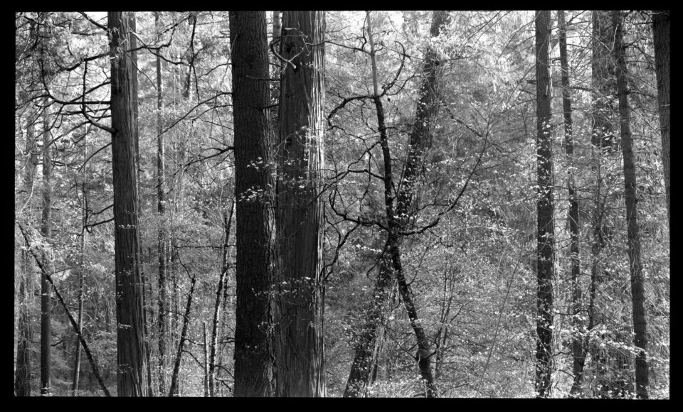 Trees in Yosemite Valley Black and White 12x20 Camera Photo