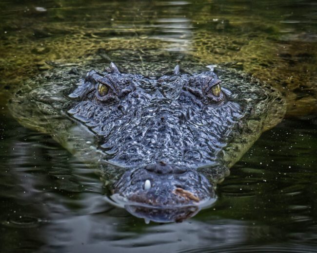 expressive head on photo of american crocodile
