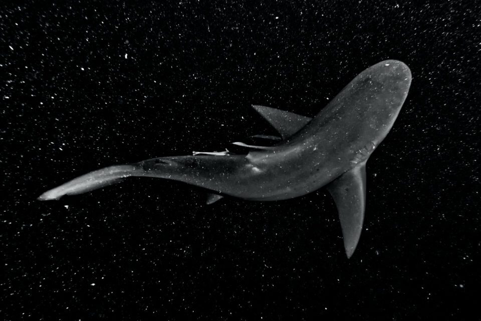 Bull Shark underwater photo taken at night with backscatter from strobes making it look like a starry night