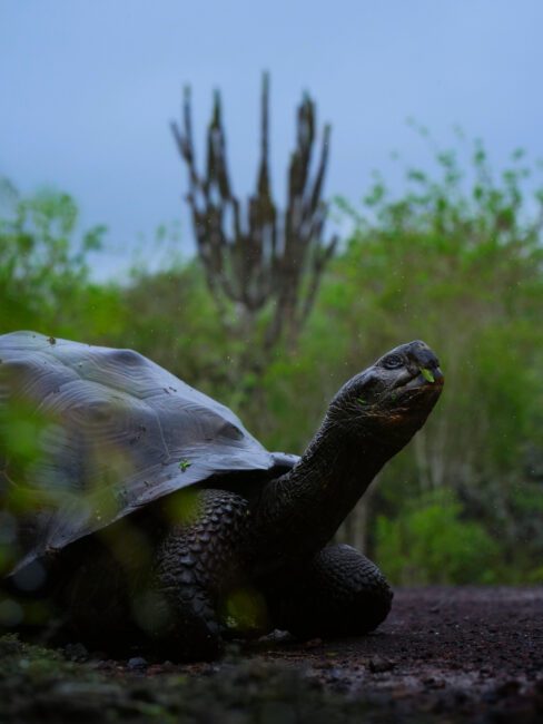 Tortuga de Galápagos bajo la lluvia