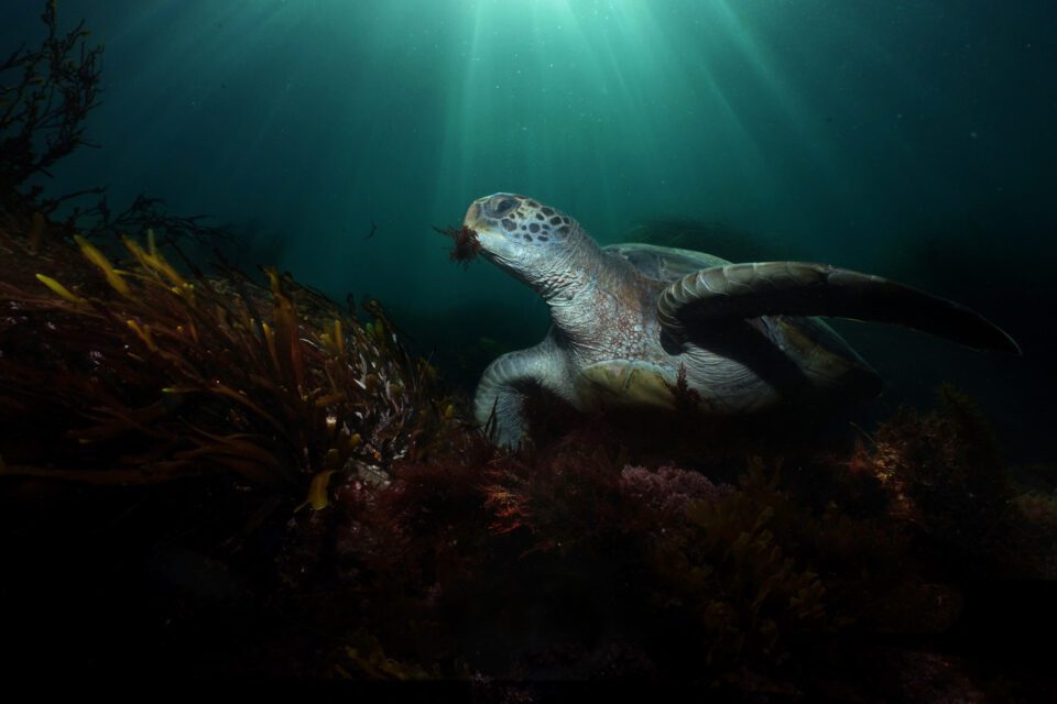 Green Sea Turtle and sunrays using fill flash underwater strobes