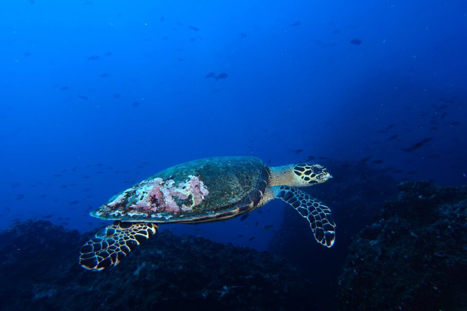 Hawksbill Sea Turtle Underwater Galapagos Islands