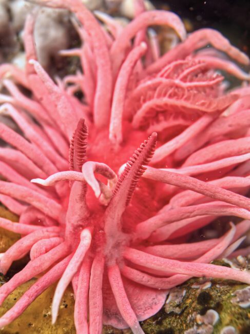 Hopkin's rose nudibranch tidepool photography with the laowa 24mm probe lens
