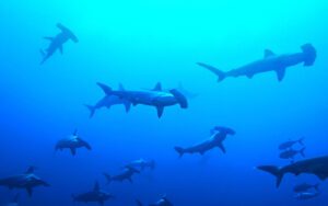 Underwater photo of sharks Nicholas Hess