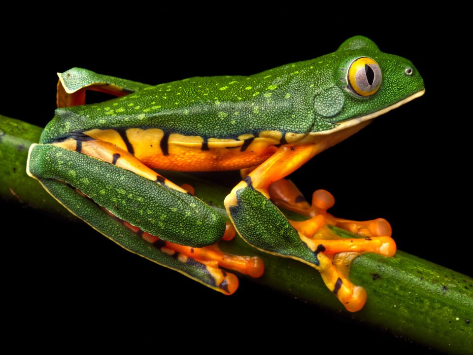 macro photo of a splendid leaf frog a species of treefrog