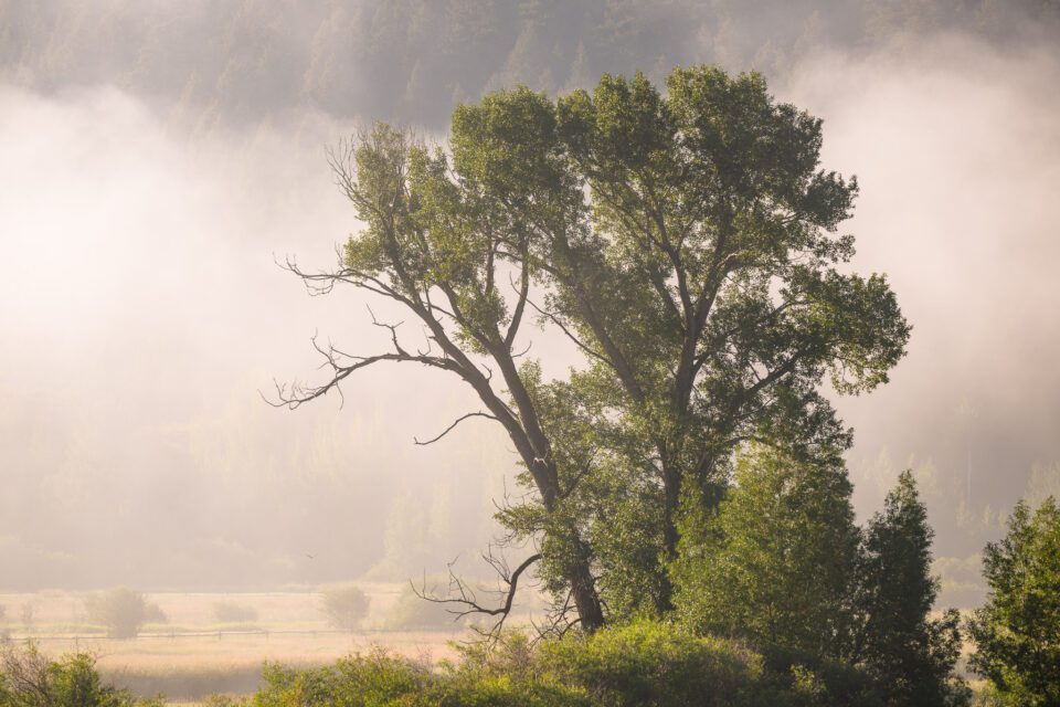 Arbre rétroéclairé avec brouillard et brume au lever du soleil