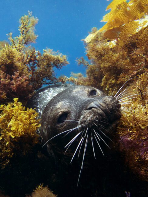 Cheap underwater photography with the olympus tg-4 waterproof camera showing a playful seal