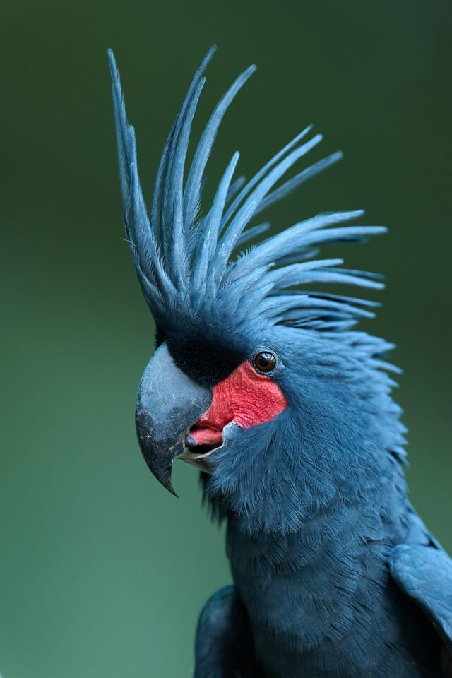 Cockatoo_Z9_01