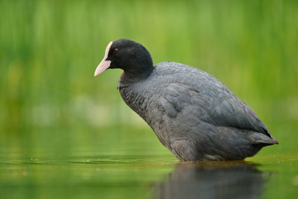 Coot_Z9_02