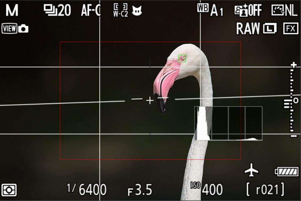 Flamingo 02_Z9