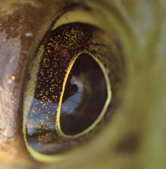 Frogs_Eye_Macro