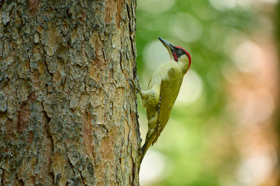 Green Woodpecker_Z9_01