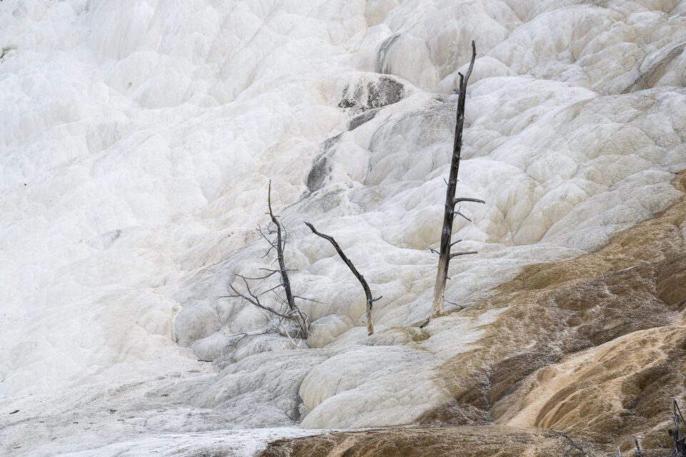 Mammoth hot springs dead tree Nikon Z9 review