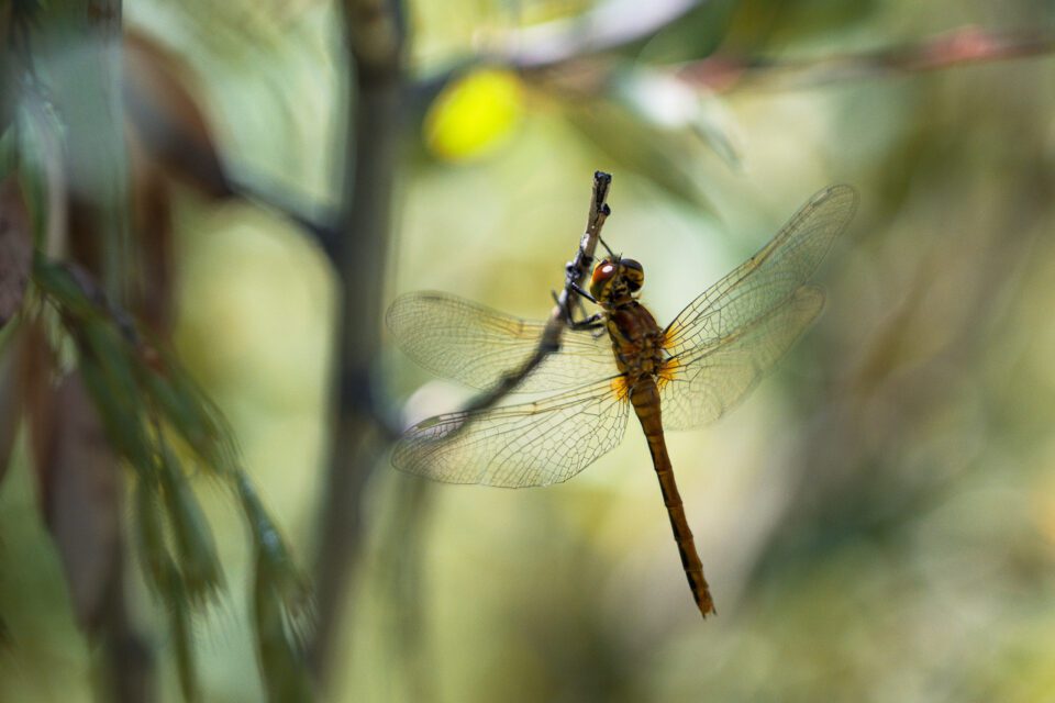 Nikon Z9 Dragonfly Macro Close-Up Sample Photo