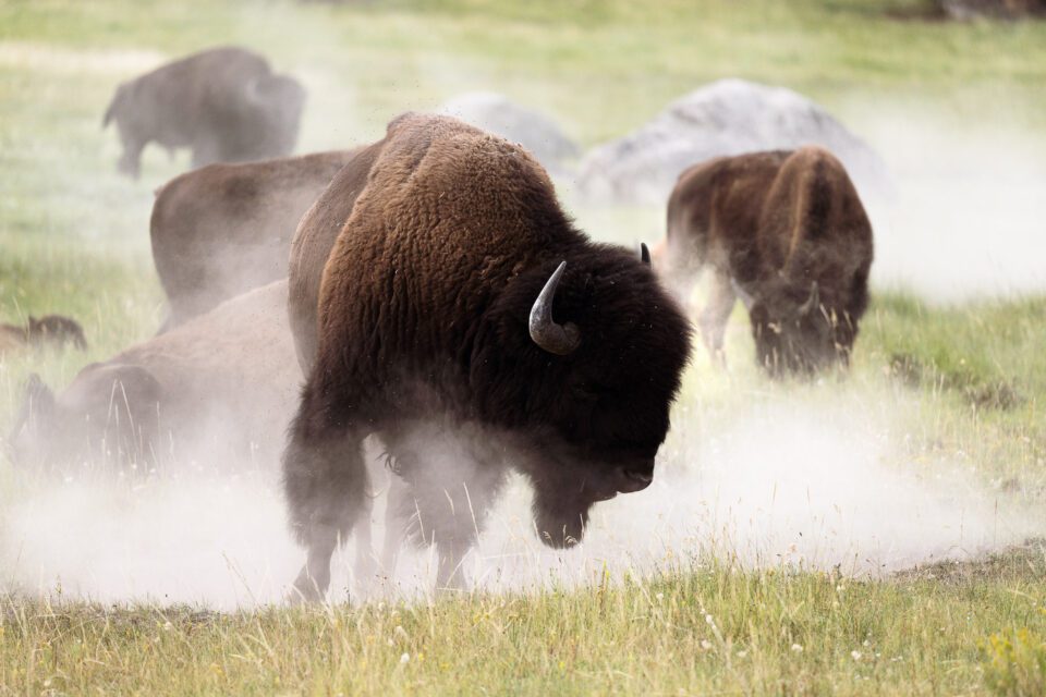 https://photographylife.com/wp-content/uploads/2022/08/Nikon-Z9-Review-Sample-Photo-Wildlife-Bison-960x640.jpg