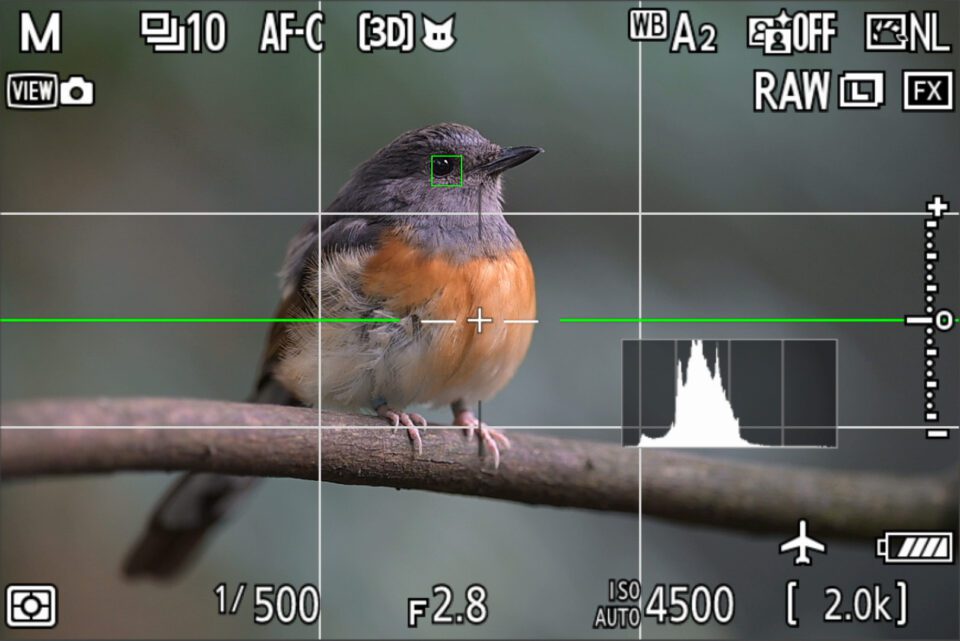 Nikon Z9 AF-C 3D tracking animal recognition screenshot of songbird