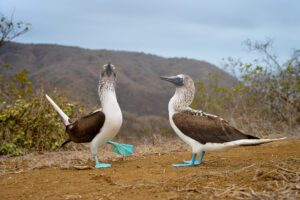 Blue-footed Booby Wide Angle_01