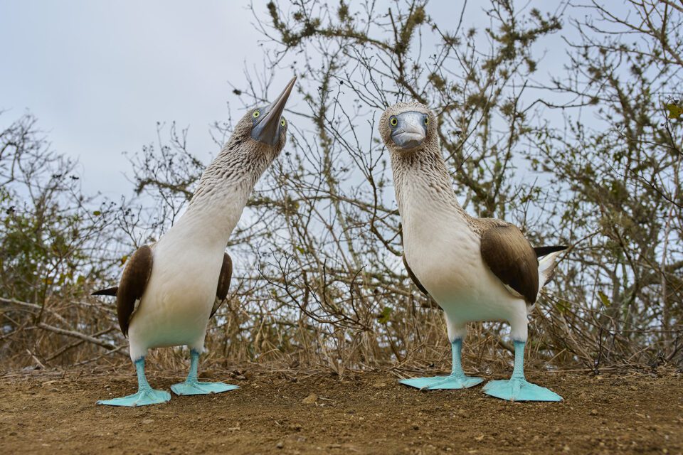 Blue-footed Booby Wide Angle_03