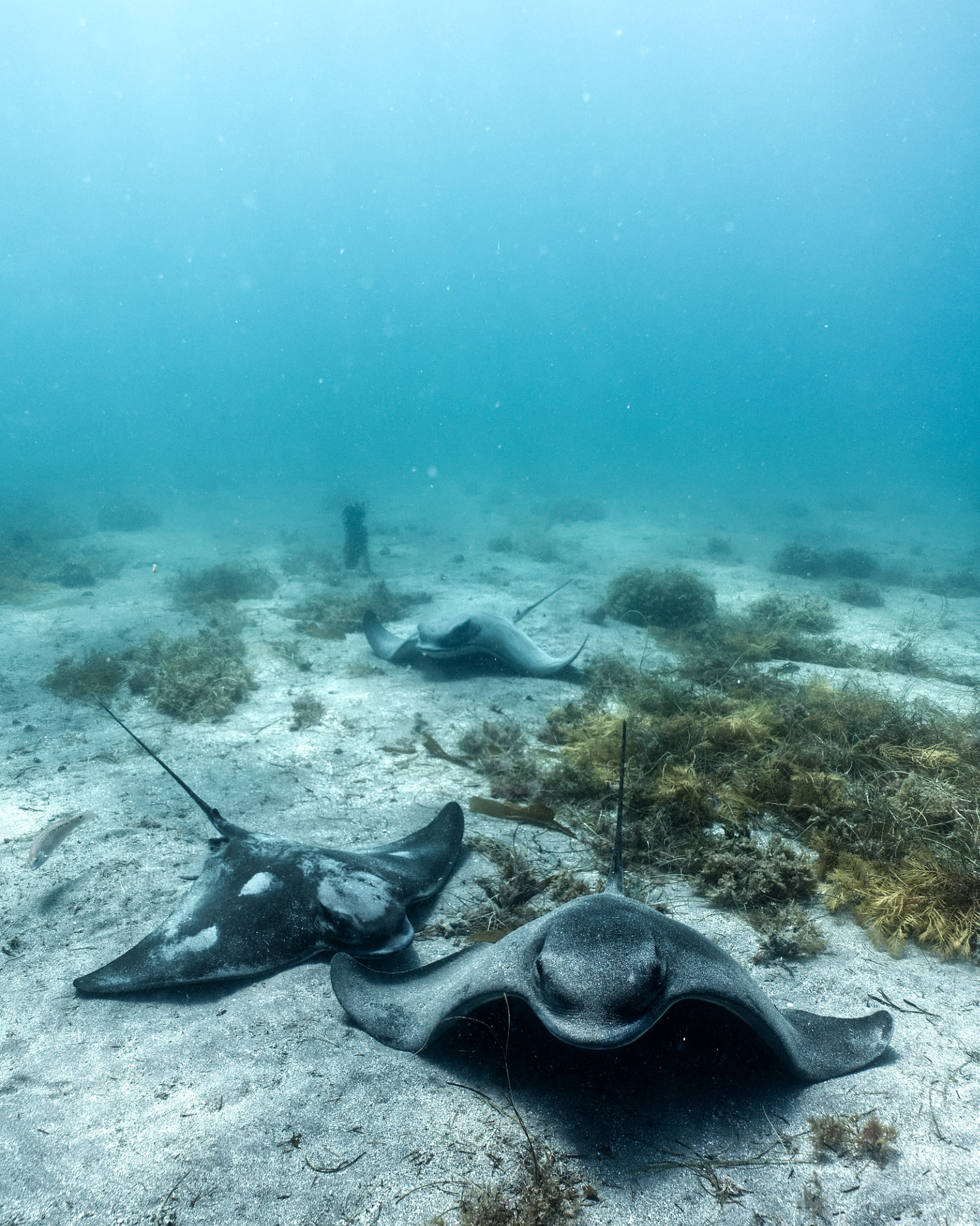 Color grading underwater images bat rays