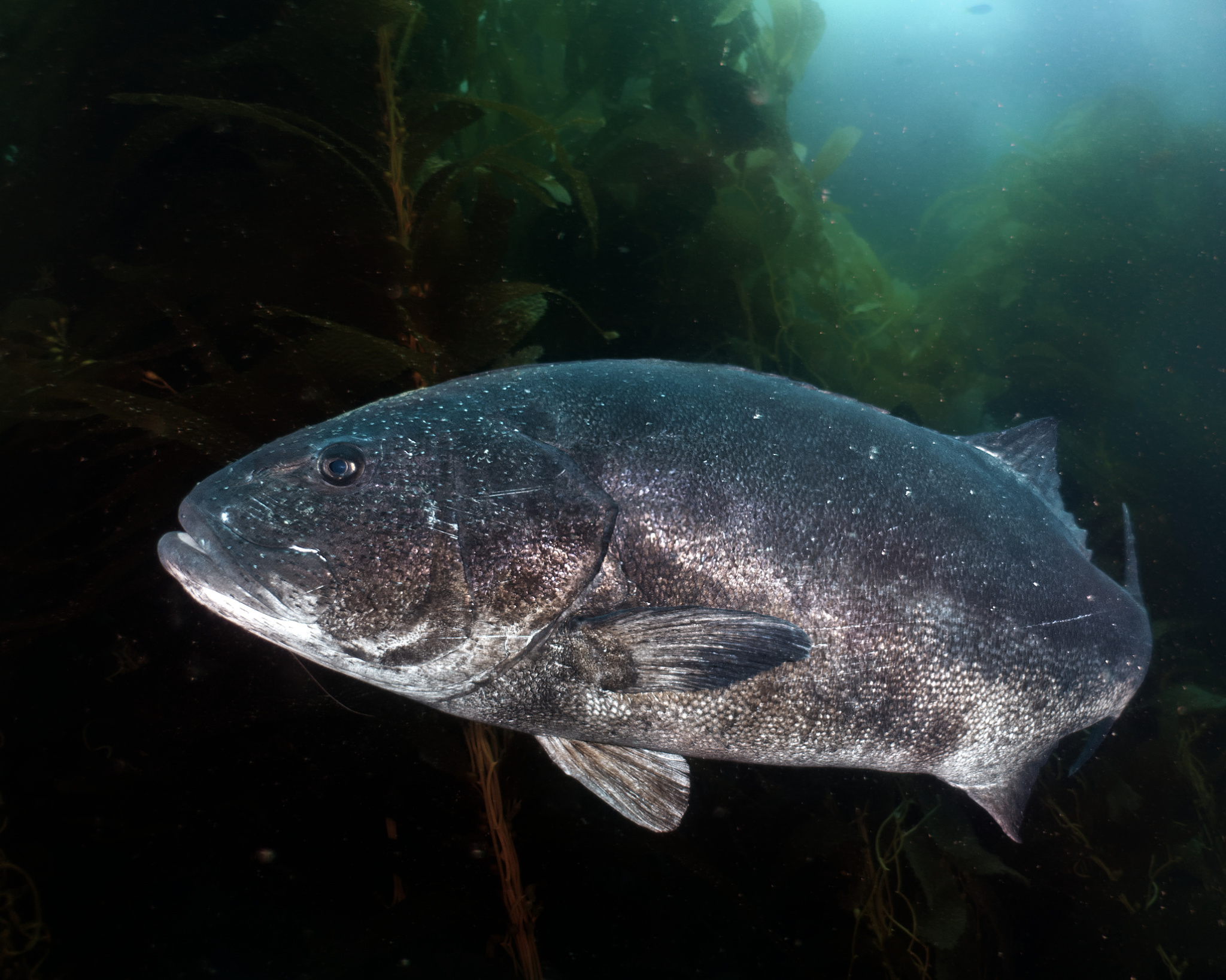 Editting an underwater photo of a Giant Black Sea Bass in a kelp forest