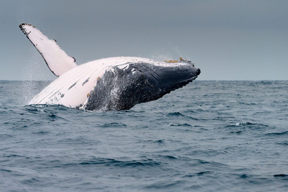 Humpback whale Jumping