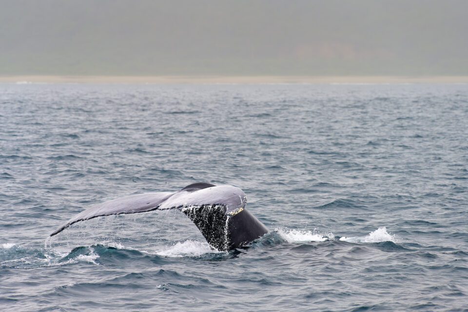Humpback whale tail fin_01