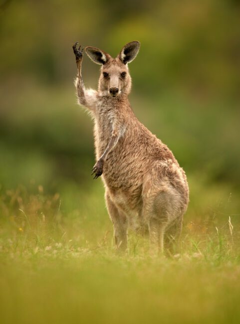 Kangaroo waving