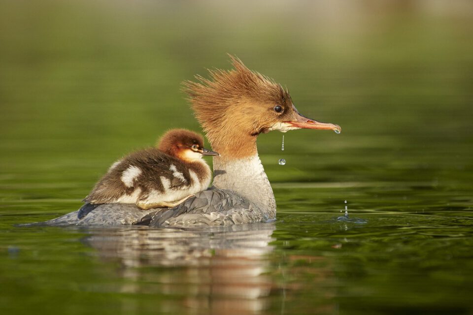Common merganser with chick_01