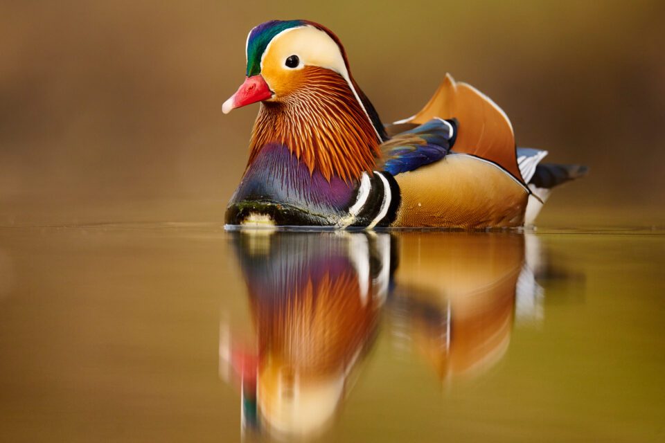 Mandarin Duck_04