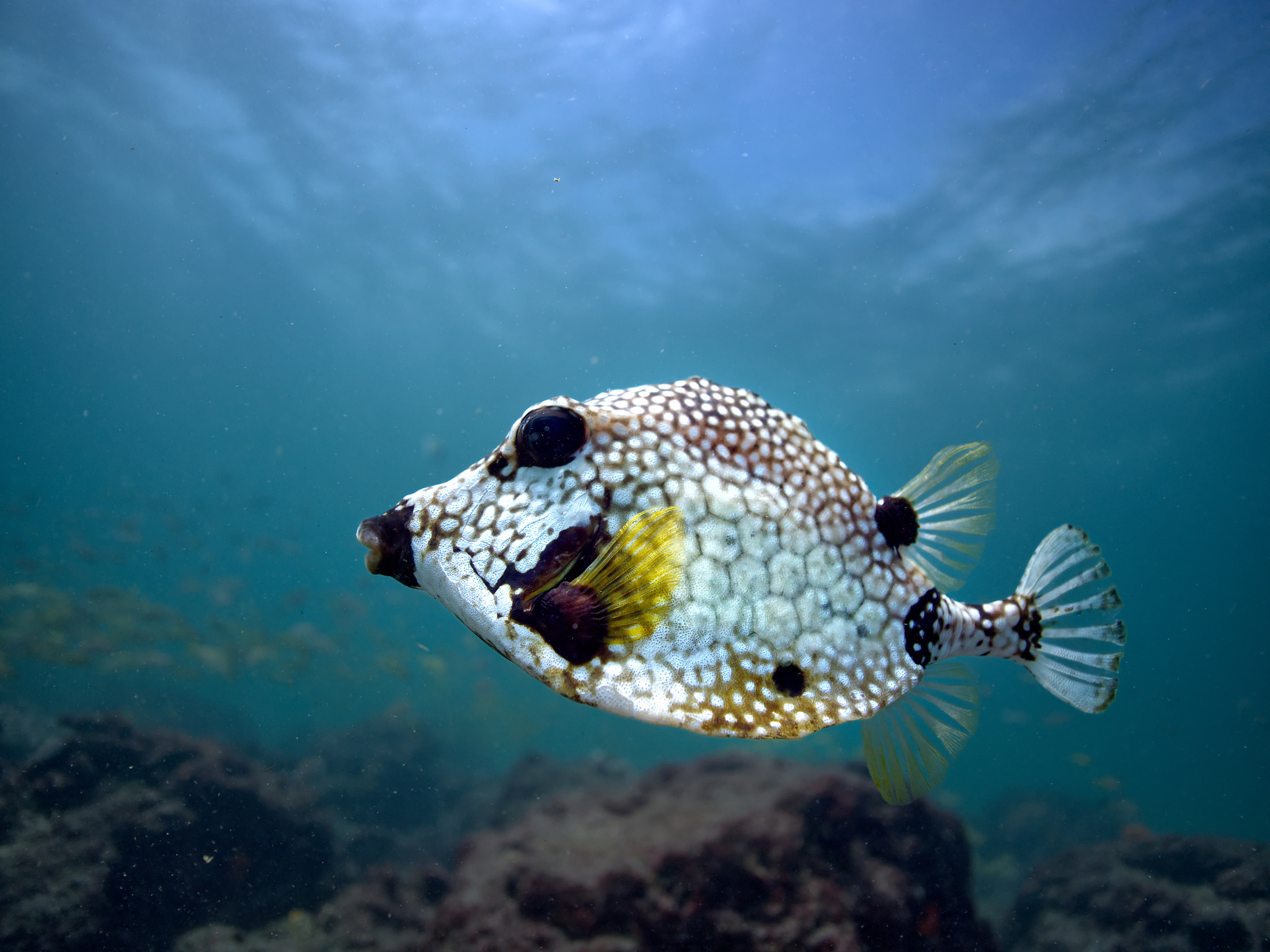 I. Introduction to Post-Processing Tips for Underwater Photos
