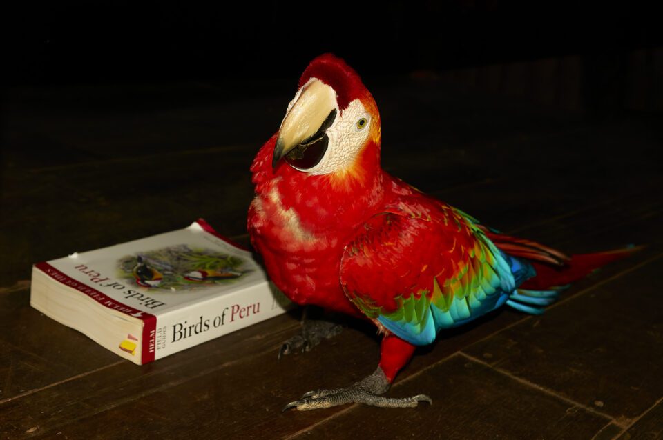 Red-and-green macaw_Peru