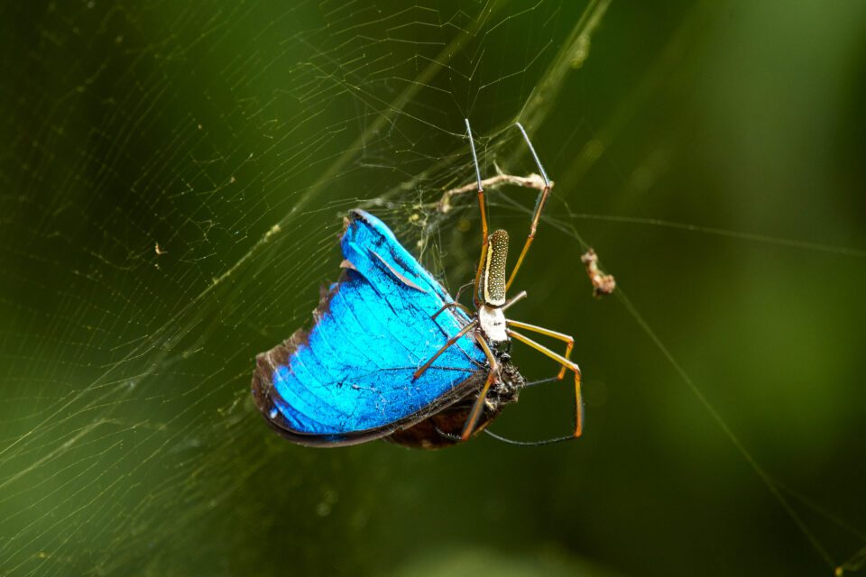 Spider and Butterfly