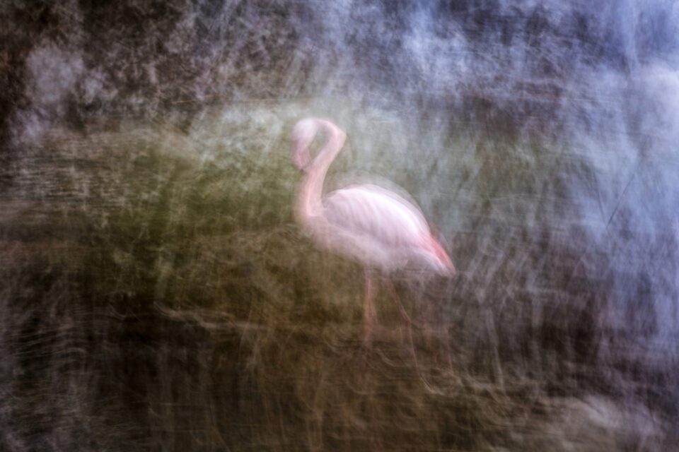 The Flamingo_Jiří Hřebíček