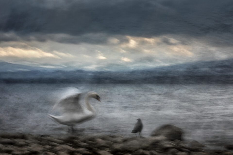 The Swan and the Crow_Jiří Hřebíček