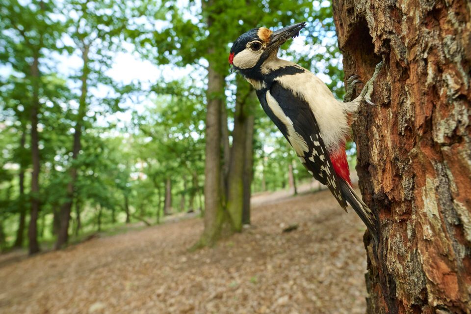 great spotted woodpecker_04