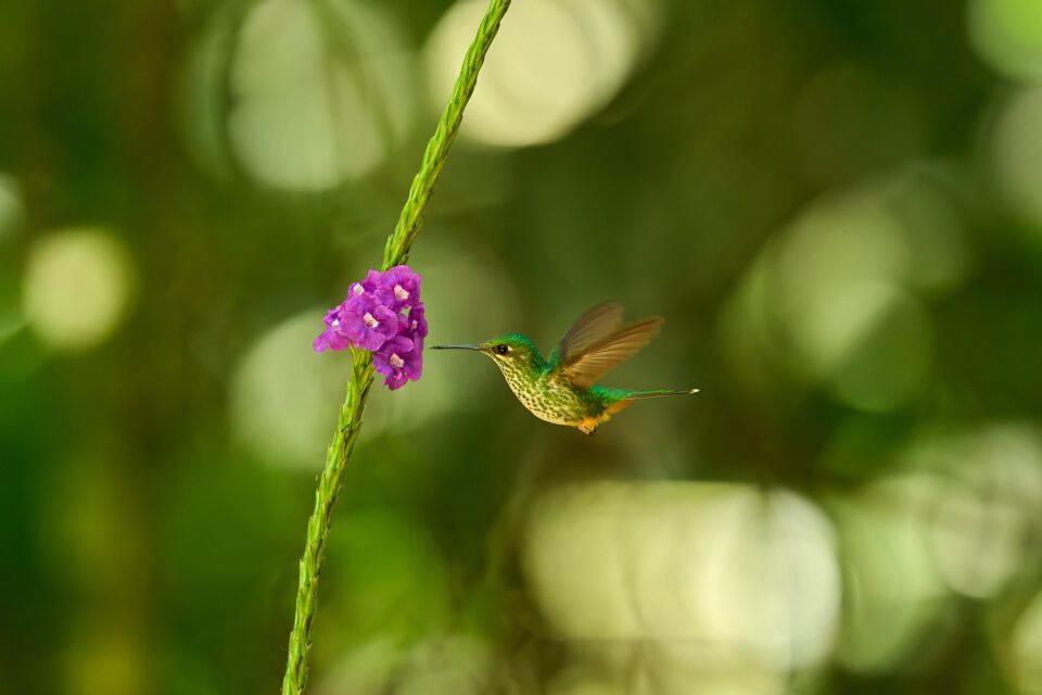 Booted Racket-tail_female
