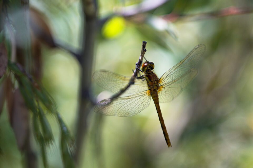 Close-Up Macro Photo of Dragonfly Taken with Nikon Z 24-120mm f4 S