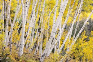 Colorado Aspens in Fall, Telephoto