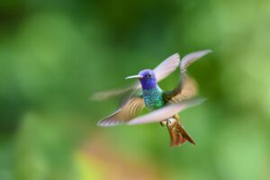 Golden-tailed Sapphire_RSE