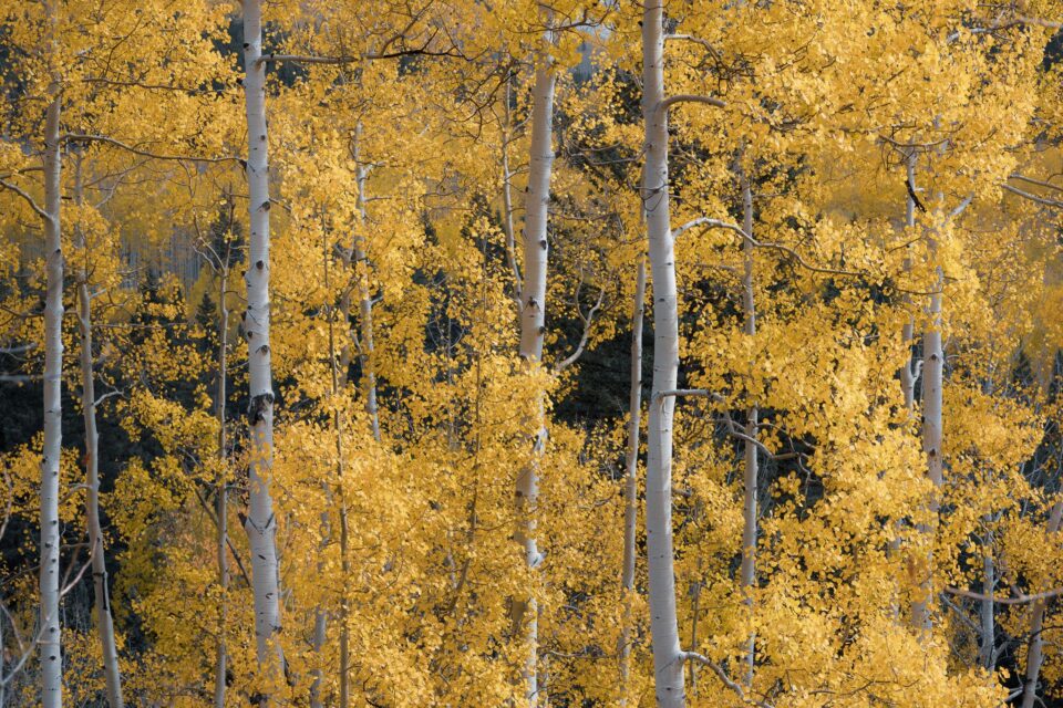 Nikon Z 24-120mm f4 S Sample Image 14 Fall Colors Colorado