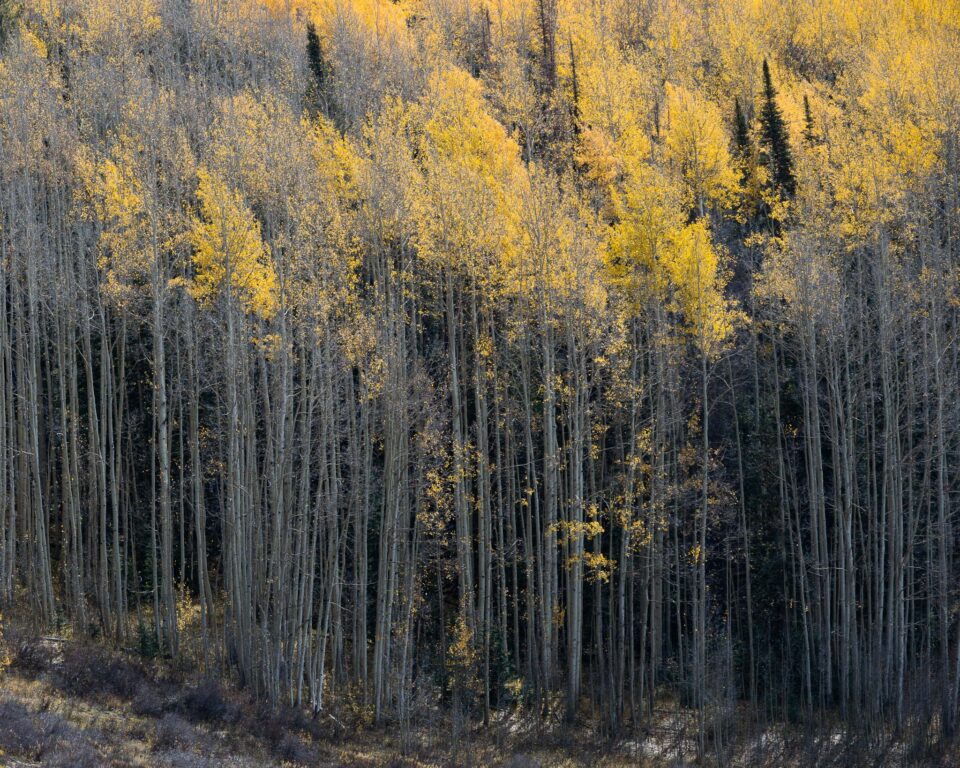 Nikon Z 24-120mm f4 S Sample Image 16 Semi Abstract Photo of Fall Colors Colorado